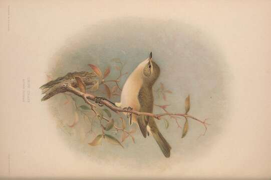 Image of Common Chiffchaff