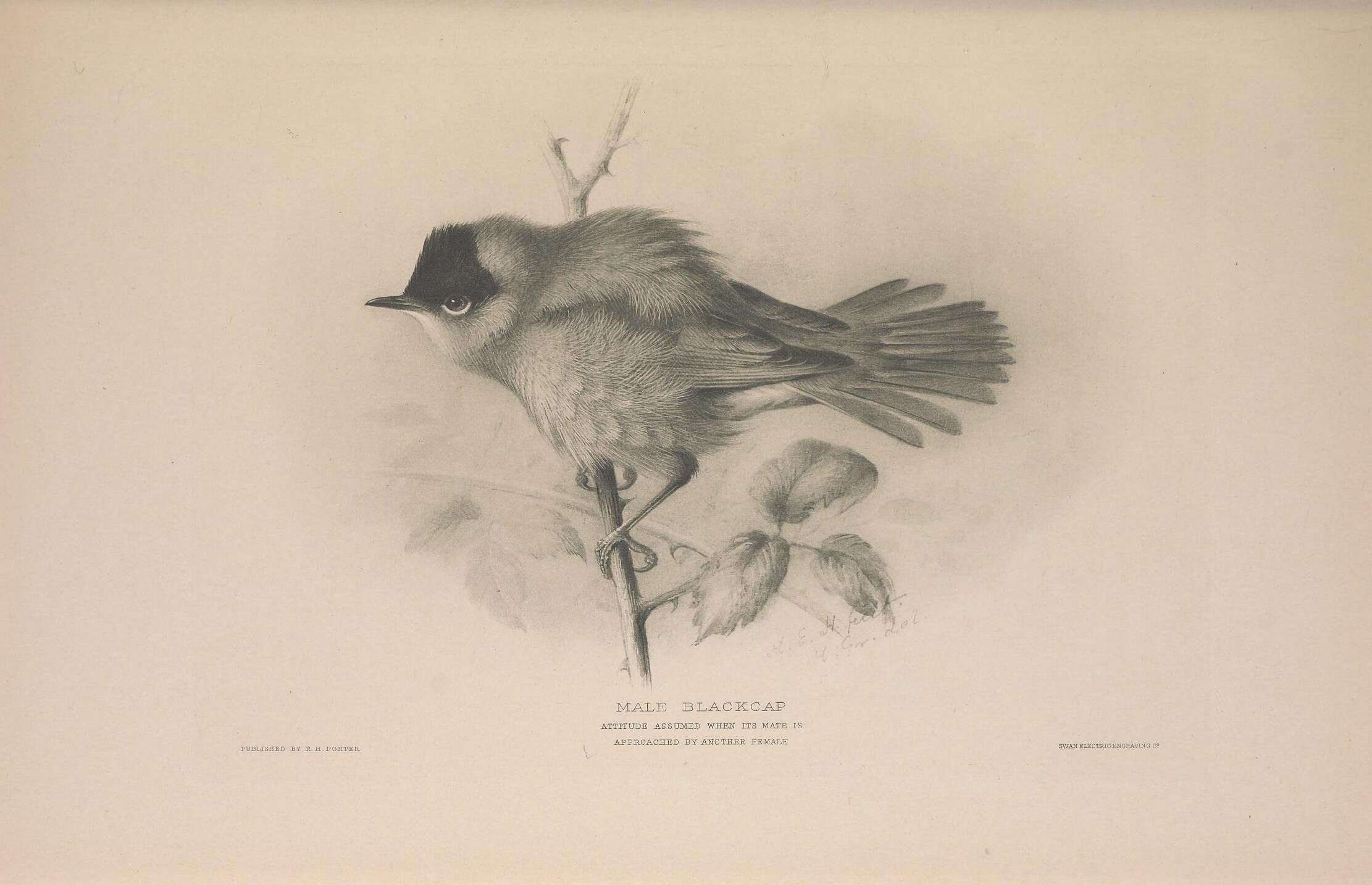 Image of Blackcap