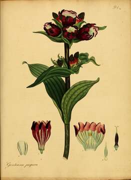 Image of Gentiana purpurea L.