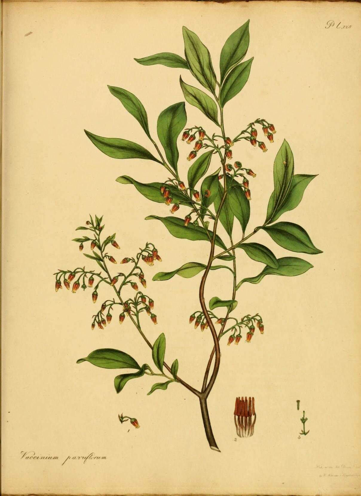 Image of Black Huckleberry