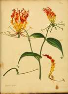 Image of flame lily