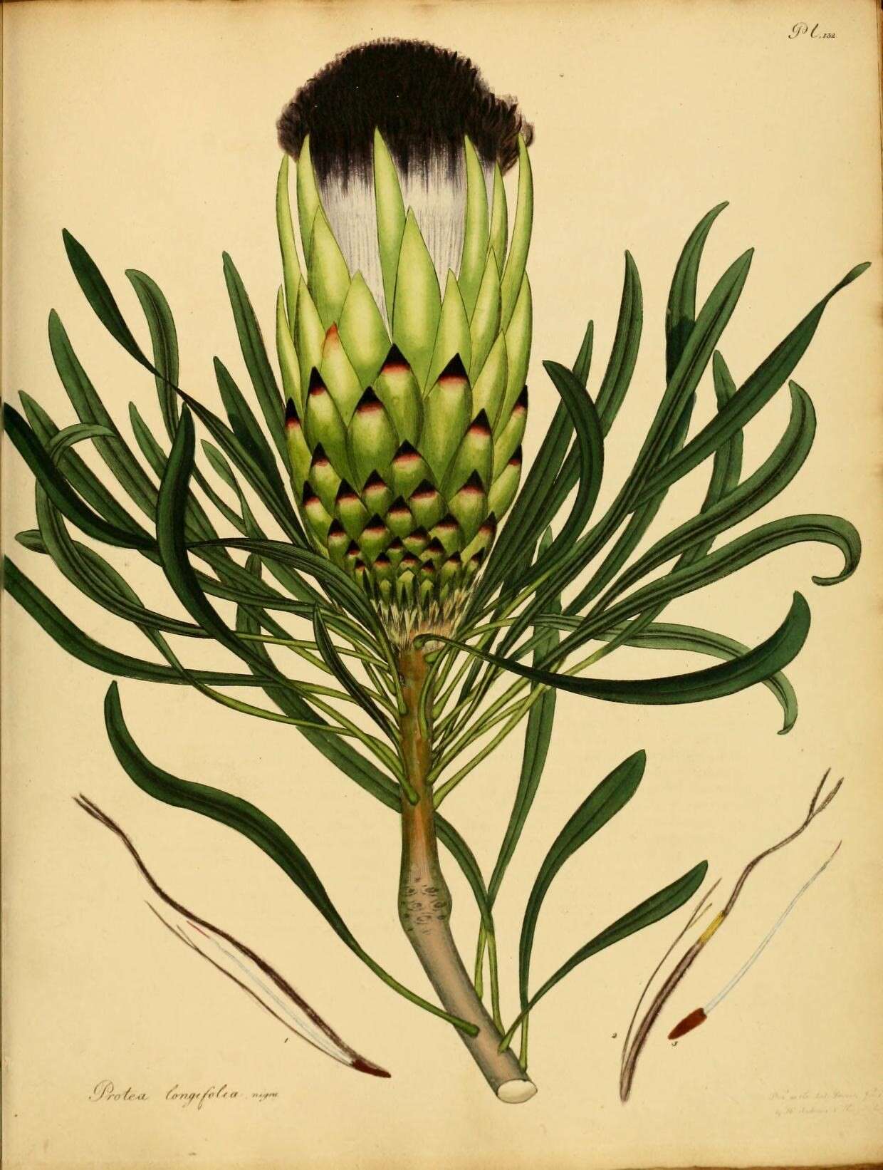 Image of long-leaf protea