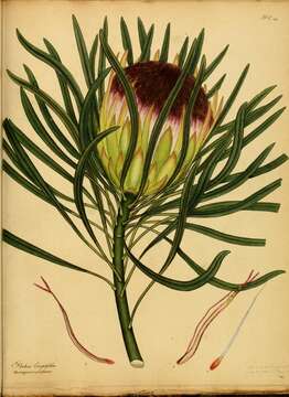 Image of long-leaf protea