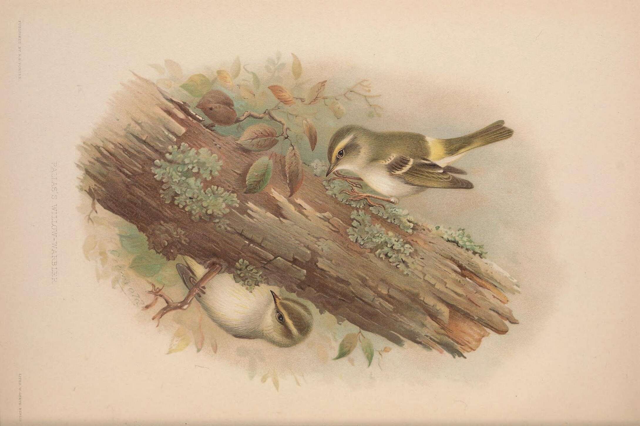 Image of Lemon-rumped Warbler