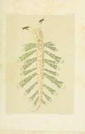 Sivun Capellinia Trinchese 1873 kuva