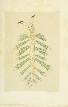 Image of Capellinia Trinchese 1873