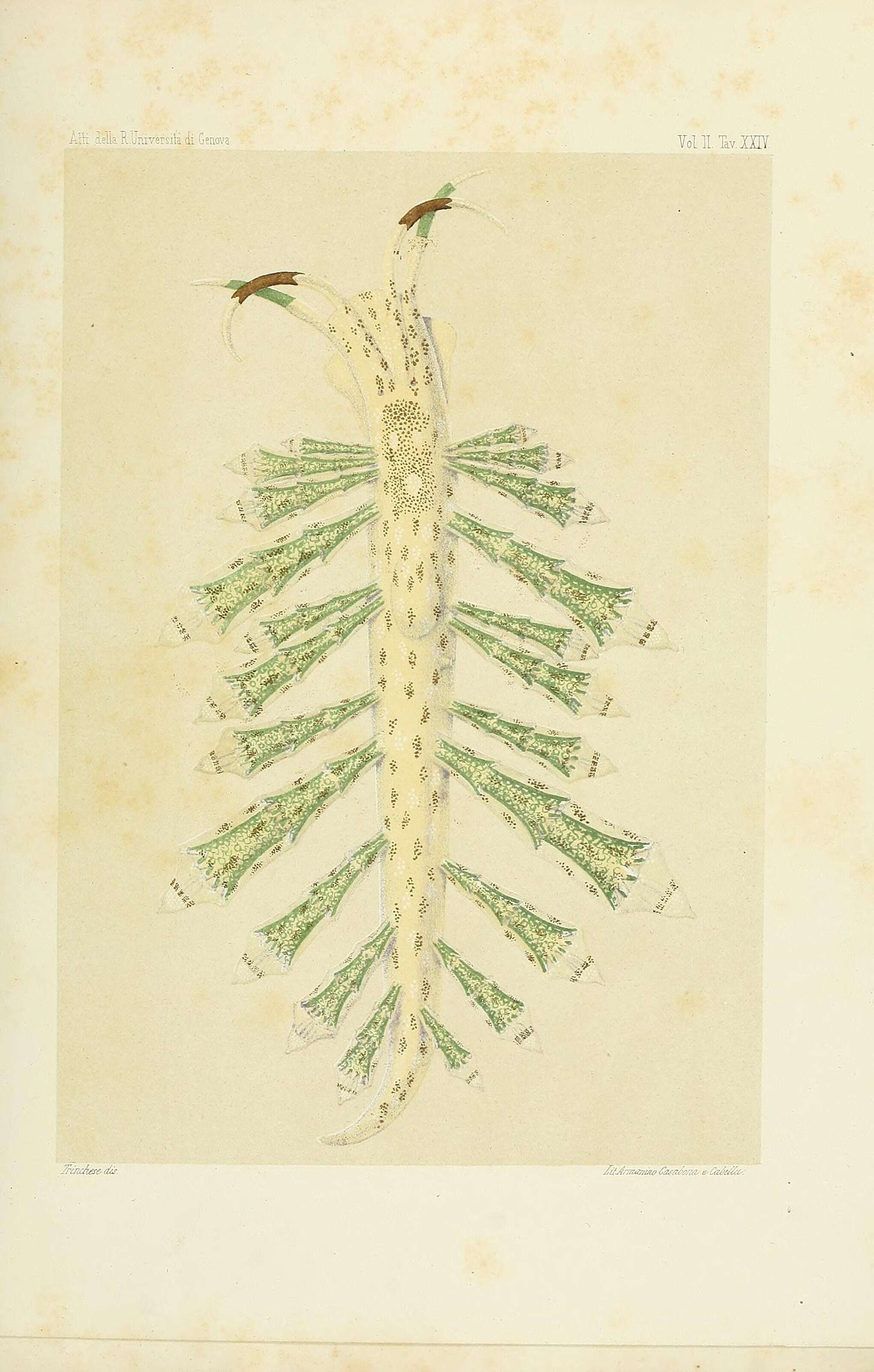 Image de Capellinia Trinchese 1873