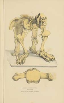 Image of megatheriid ground sloths