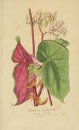 Image of Begonia sanguinea Raddi