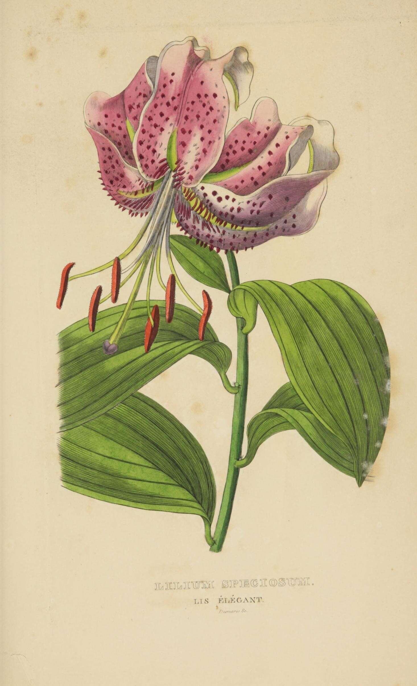 Image of Lilium speciosum Thunb.