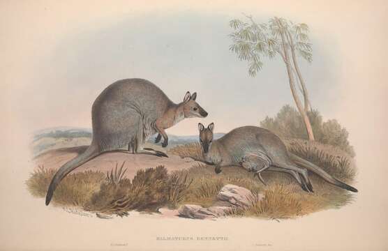 Image of Red-necked wallaby