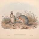 Image of Derby’s Wallaby