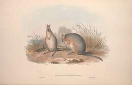 Image of Derby’s Wallaby