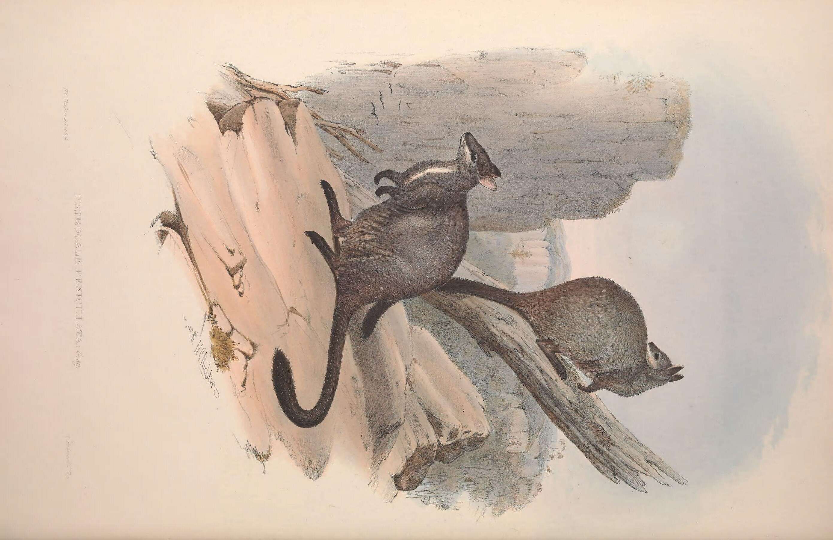Image of Brush-tailed Rock Wallaby