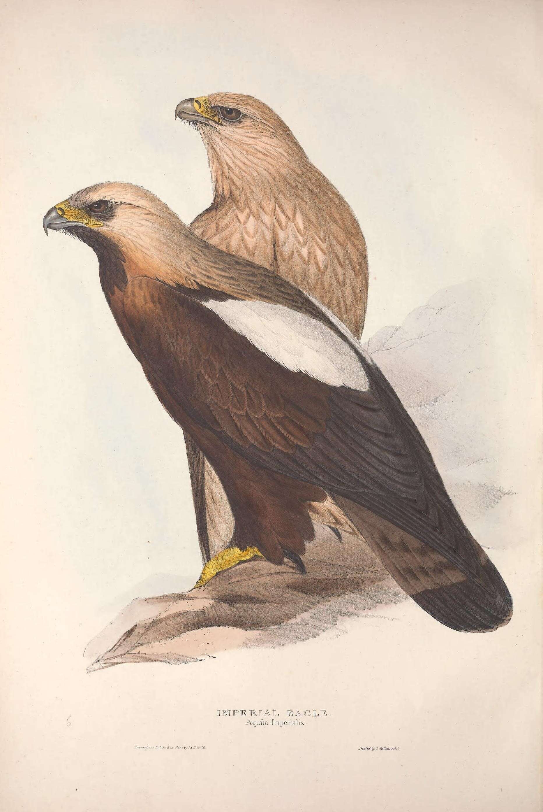 Image of Asian Imperial Eagle