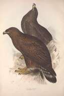 Image of Golden eagle