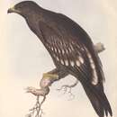 Image of Greater spotted eagle