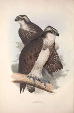 Image of ospreys