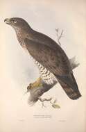 Image of Short-toed Eagle