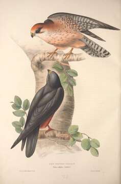 Image of Red-footed Falcon