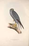 Image of Sooty Falcon