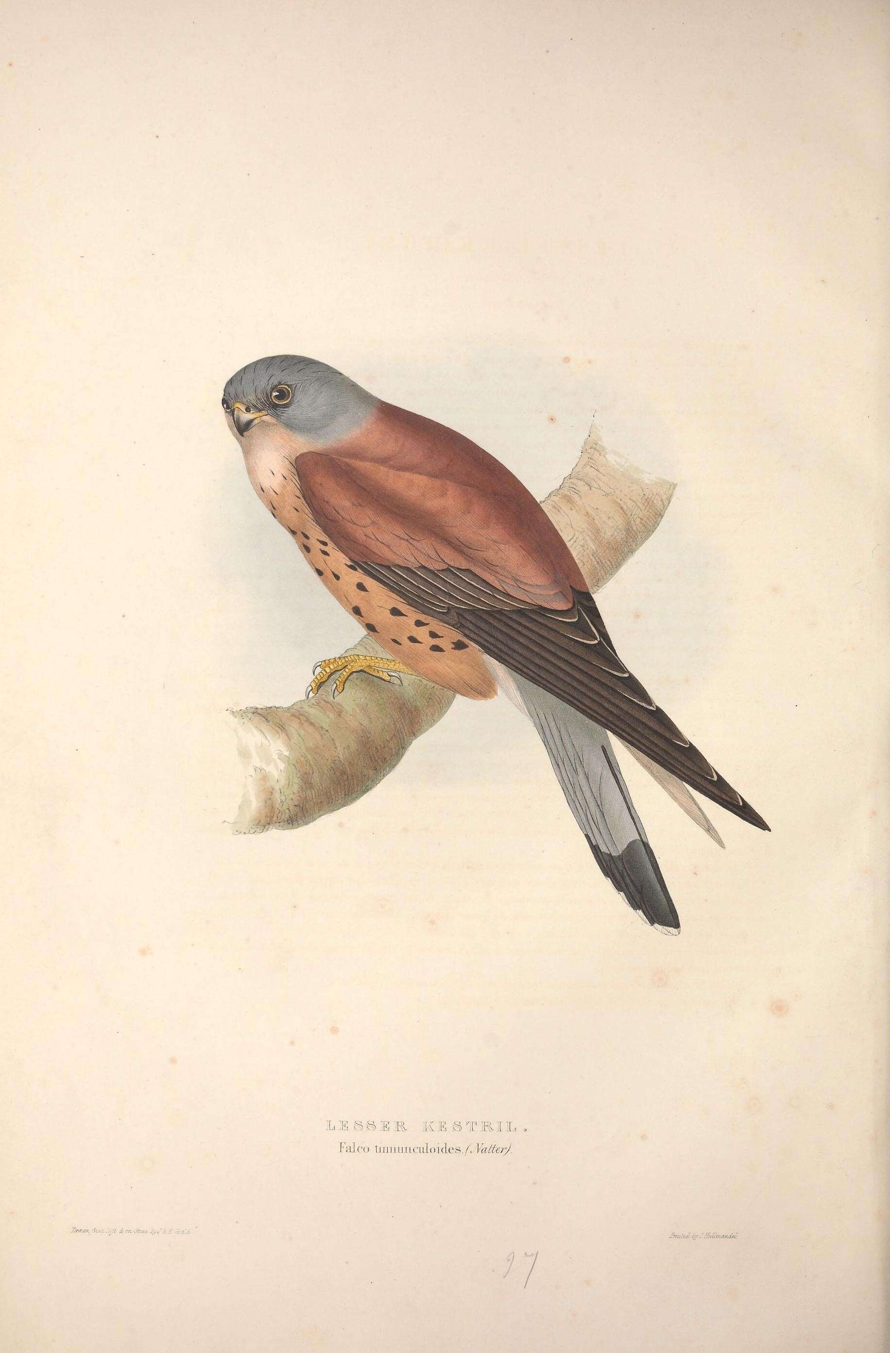 Image of Lesser Kestrel