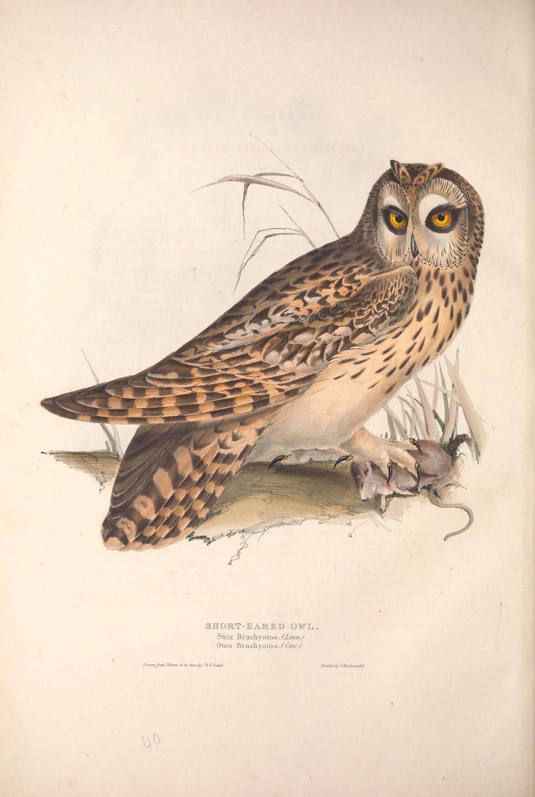 Image of Short-eared Owl