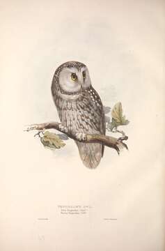 Image of Boreal Owl