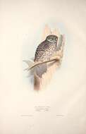 Image of Eurasian Pygmy Owl