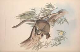 Imagem de Dendrolagus inustus Müller 1840