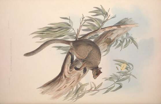 Image of Grizzled Tree Kangaroo