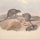 Image of Eastern Bettong