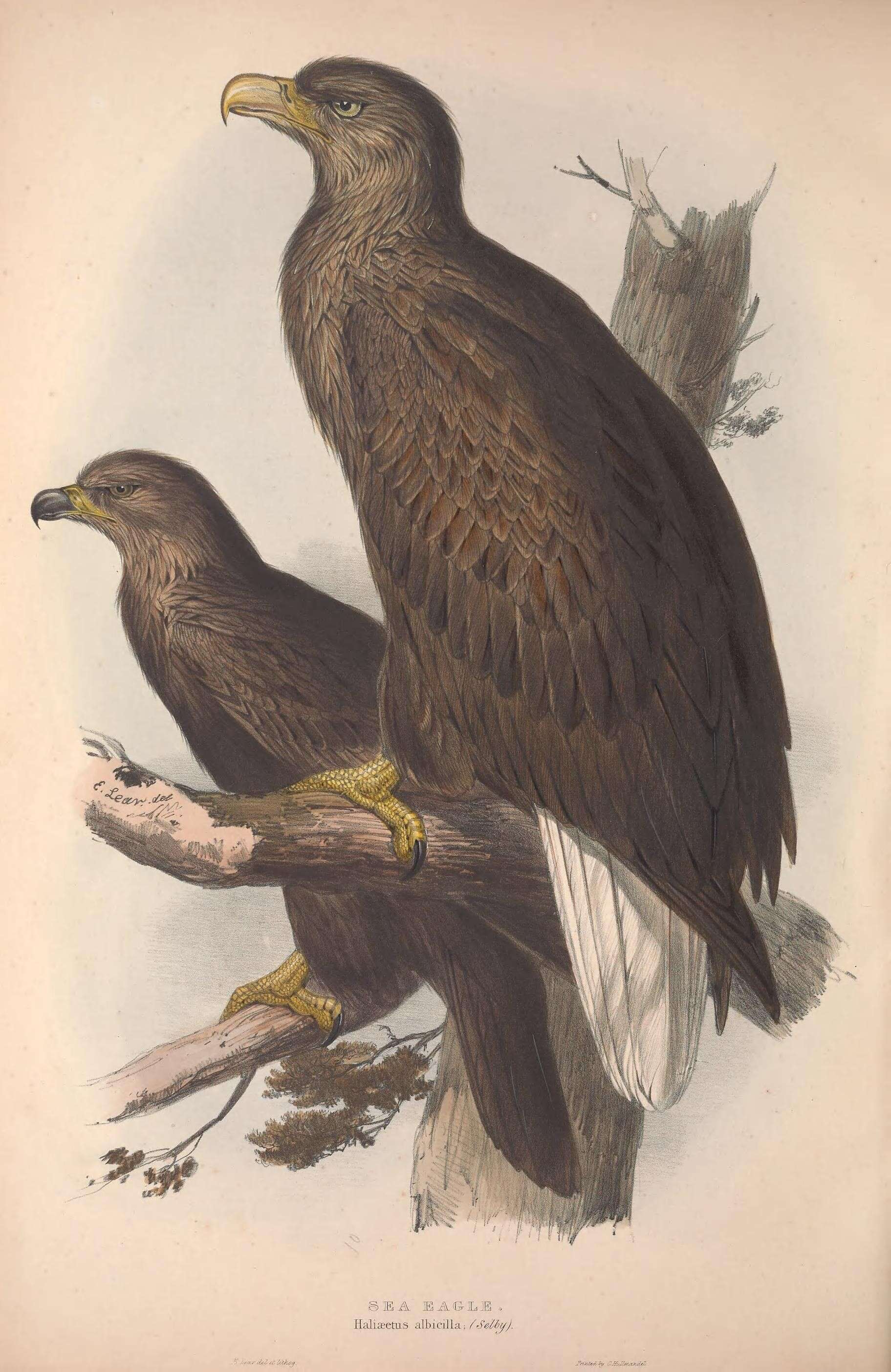 Image of White-tailed Eagle