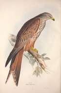 Image of Red Kite