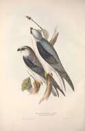 Image of Black-shouldered Kite