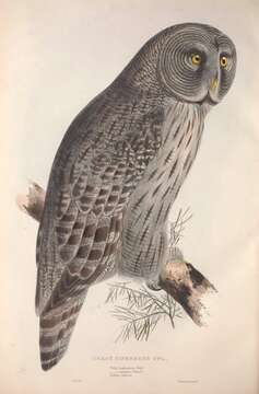 Image of Great Gray Owl