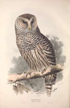 Image of Barred Owl