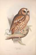 Image of Tawny Owl