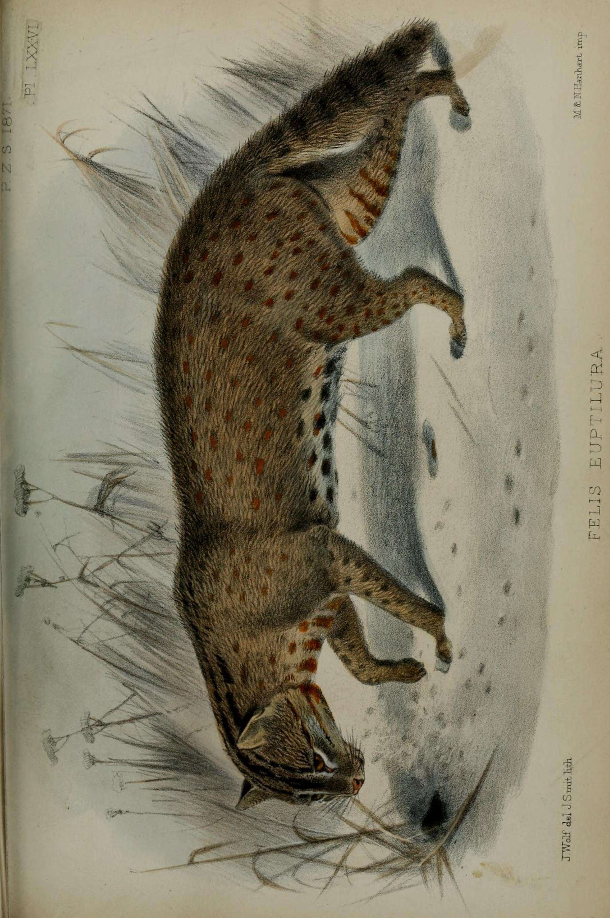 Image de Prionailurus bengalensis euptilurus (Elliot 1871)