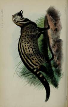 Image of Viverra Linnaeus 1758