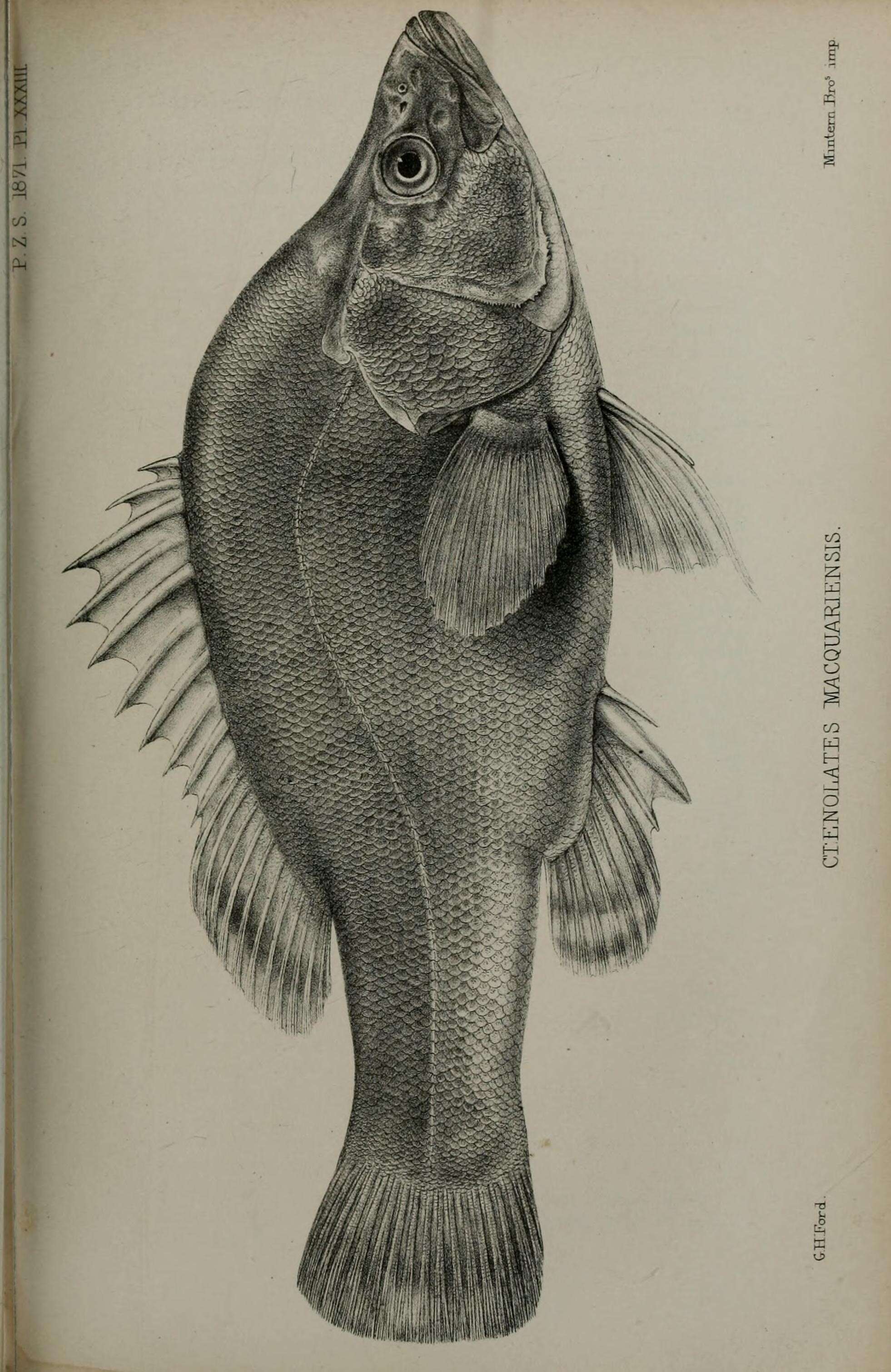 Image of Golden perch