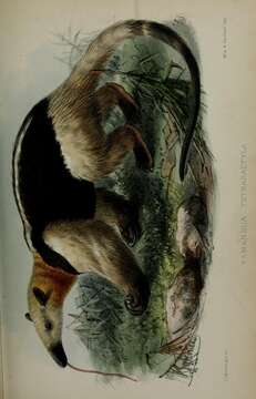 Image of Southern Tamandua