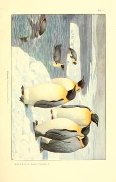 Image of King Penguin