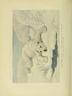 Image of polar bear