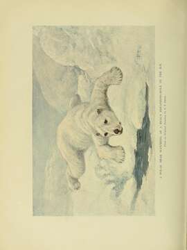 Image of polar bear