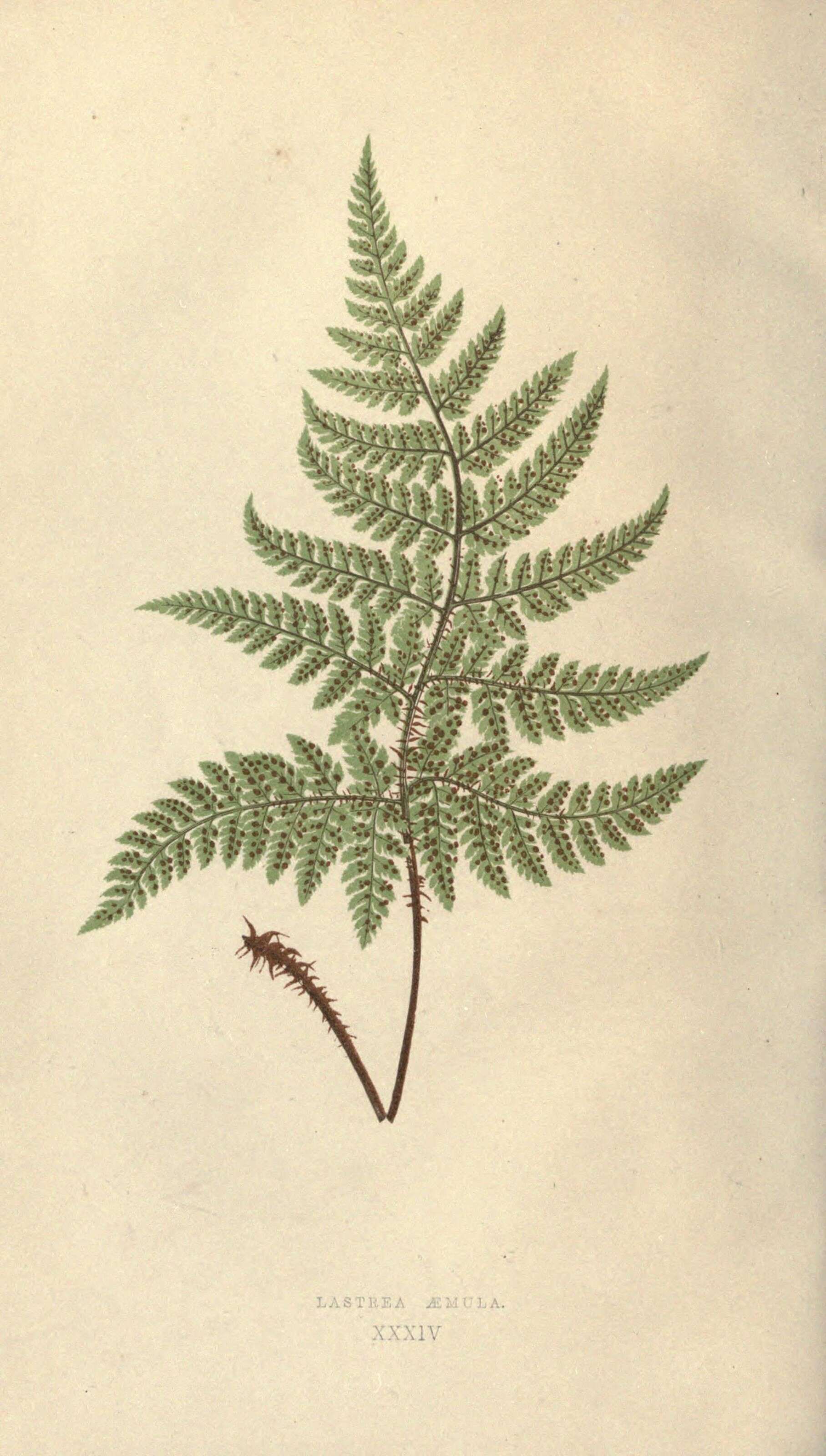 Image of Dryopteris aemula subsp. aemula