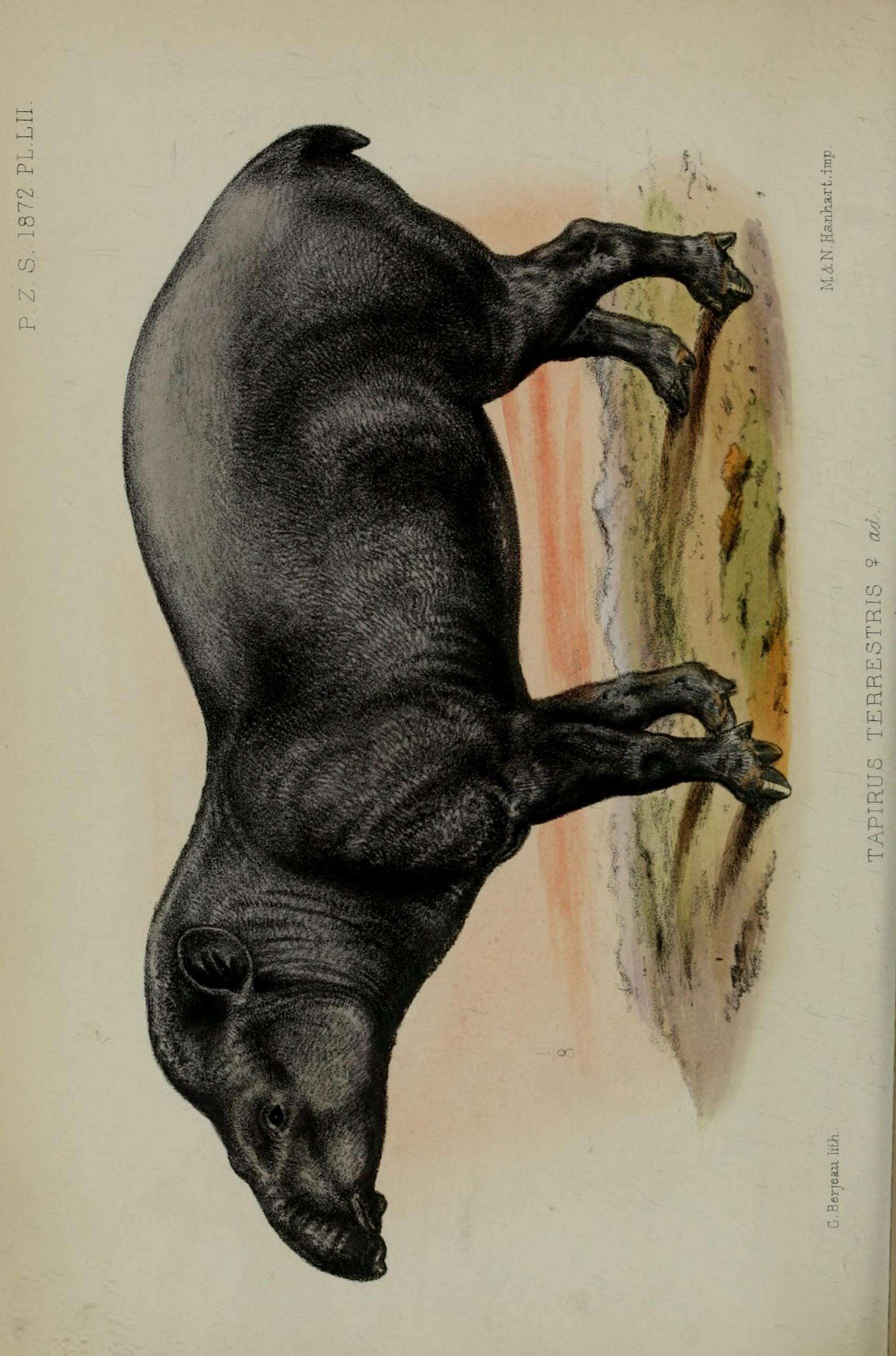 Image of Brazilian Tapir