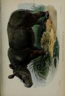 Image de Dicerorhinus Gloger 1841