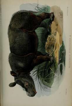 Image de Dicerorhinus Gloger 1841