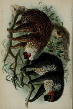 Image of two-toed sloths